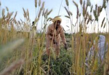 Farmers urge govt to increase wheat support price to Rs2,000