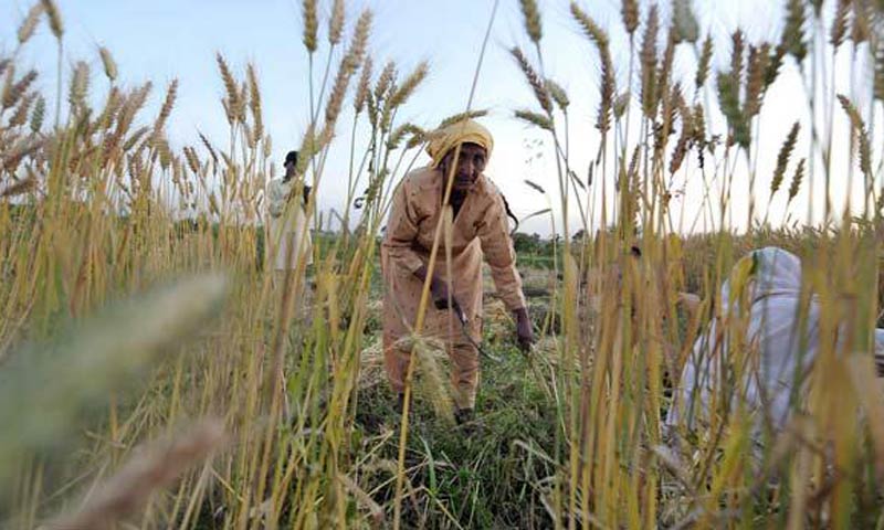 Farmers urge govt to increase wheat support price to Rs2,000