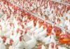 Tribunal upholds CCP order in poultry cartel case, orders PPA to deposit Rs25 million fine within 15 days