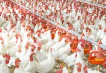 Tribunal upholds CCP order in poultry cartel case, orders PPA to deposit Rs25 million fine within 15 days