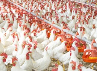 Tribunal upholds CCP order in poultry cartel case, orders PPA to deposit Rs25 million fine within 15 days