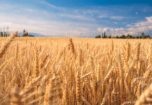 Farmers to halt wheat sowing next year unless govt sets fair support price, warns Pakistan Kissan IttehadÂ