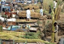 Cane commissioner asks DCs to stop ‘off the book’ purchases by mills