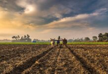 Agricultural sector expected to grow over 2.8pc: report