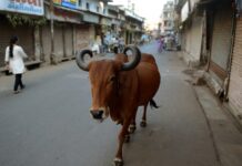 To ‘educate’ youth on cows, India to hold ‘cow science’ exam