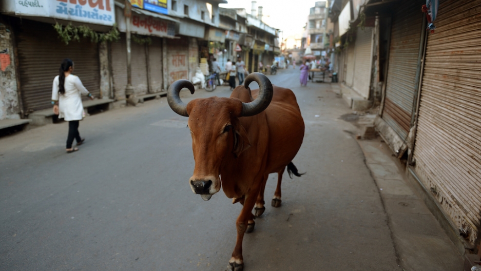 To 'educate' youth on cows, India to hold 'cow science' exam