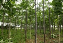 Miyawaki forests promise ecological (and business) success