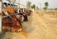 Cabinet to review Punjab livestock policy for final approval