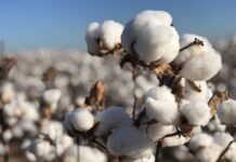 Pakistan’s cotton output falls to two-decade low