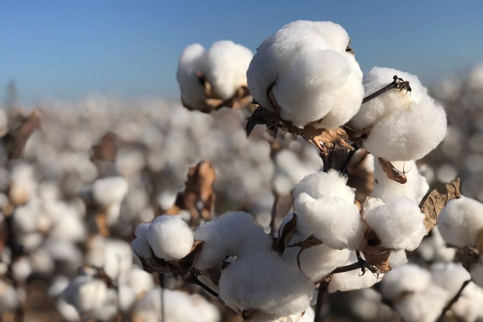 Pakistan's cotton output falls to two-decade low