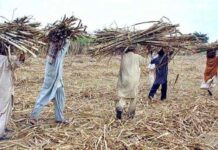 LHC allows growers to sell sugarcane to other provinces
