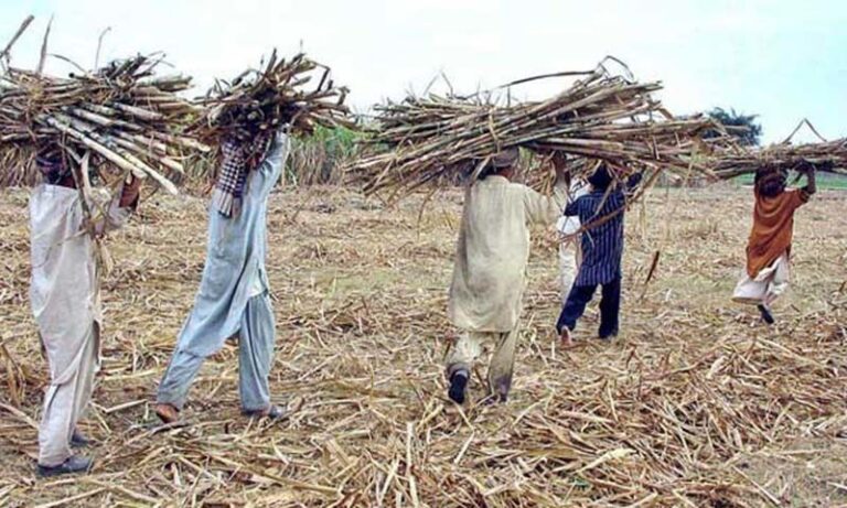 LHC allows growers to sell sugarcane to other provinces