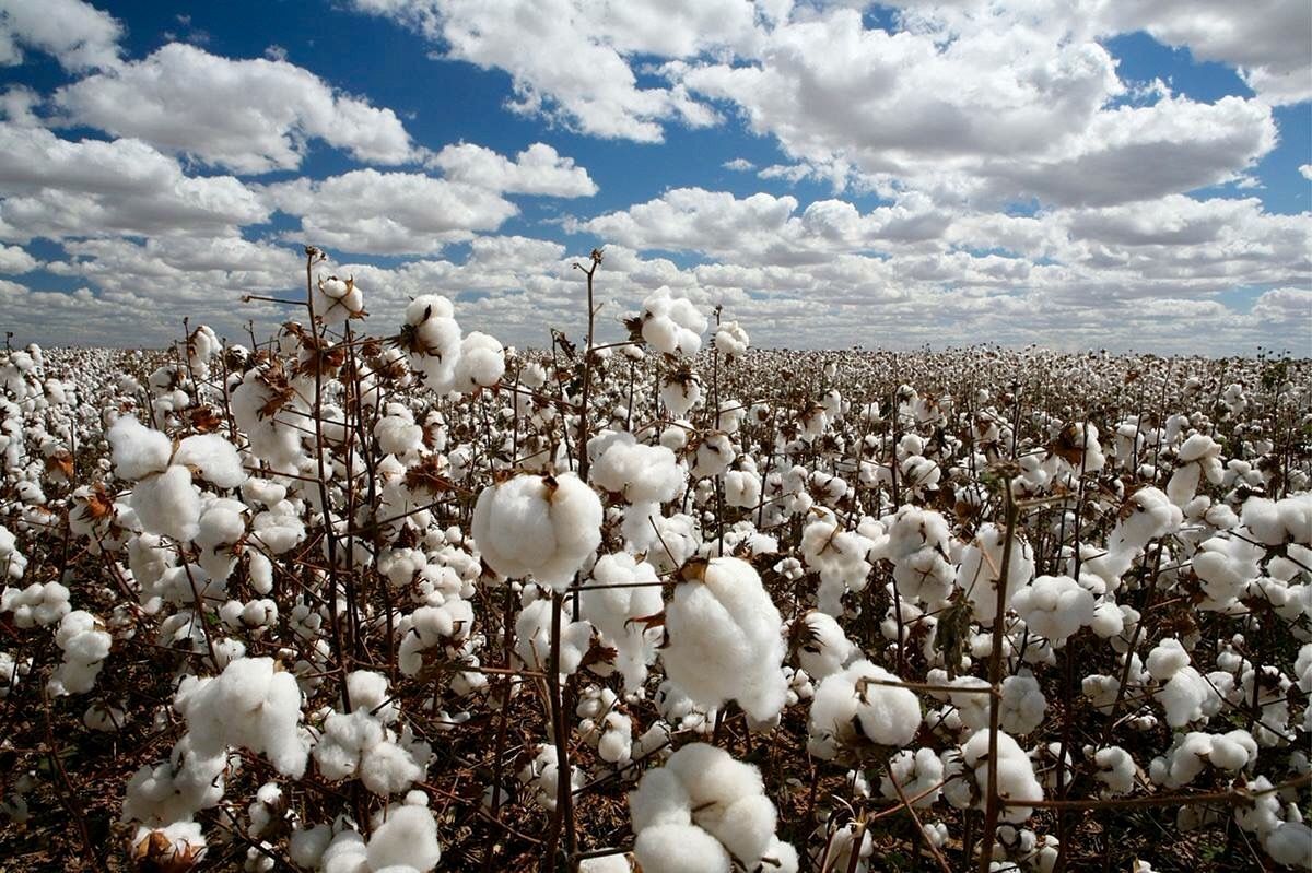Govt mulls subsidy to promote cotton sowing