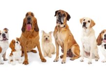 Pakistan’s urban upper middle class obsession with luxury dogs is making people big money