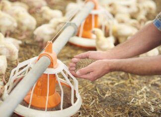 LHC declines to halt tribunal proceedings in Rs155 million poultry cartel case