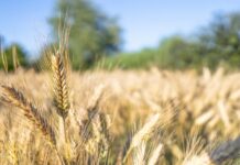 FPCCI calls for measures to enhance crop yield