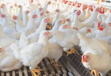 LHC seeks govt’s reply over skyrocketing chicken prices