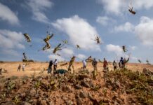 JICA provides $1.3m to ensure food security in locust-hit areas