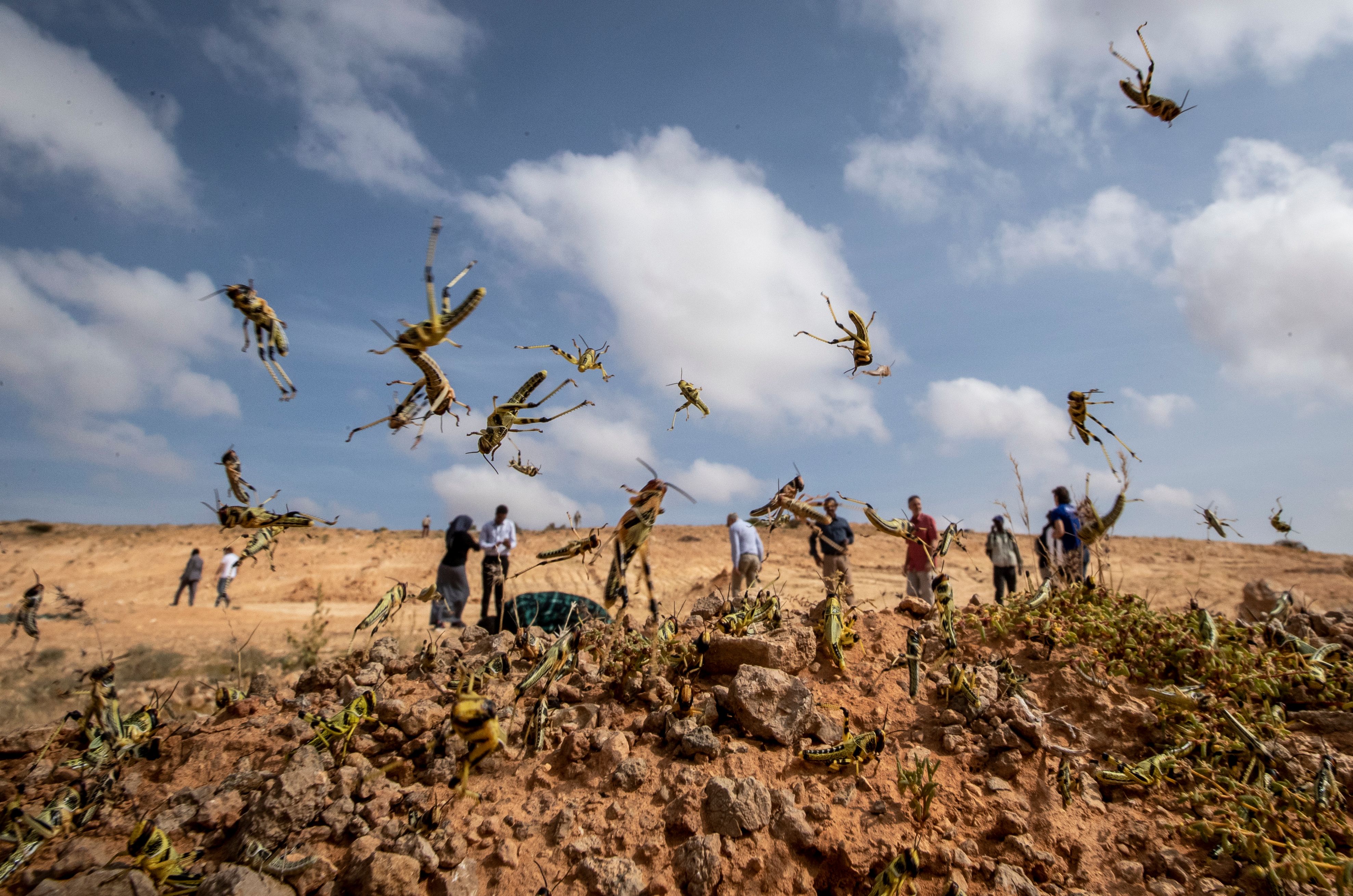 JICA provides $1.3m to ensure food security in locust-hit areas