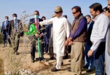 Olive cultivation best investment for forex gains, food security: PM