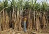 Sugarcane output rises marginally in 2025–26 as Punjab boosts cultivation