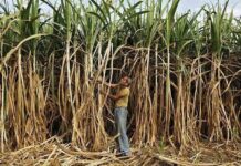 Sugarcane output rises marginally in 2025–26 as Punjab boosts cultivation