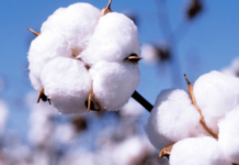 Cotton import bill climbs up to 46pc in 9MFY21