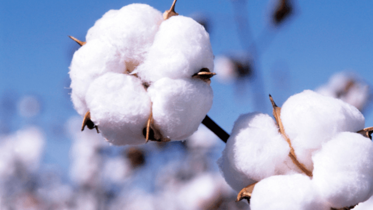 Cotton import bill climbs up to 46pc in 9MFY21