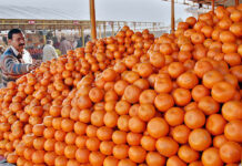 Pakistan records highest-ever Kinnow exports in FY20-21