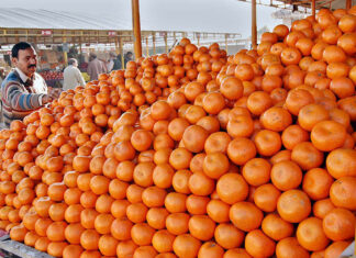 Pakistan’s kinno exports fall short of potential as costs and border curbs bite