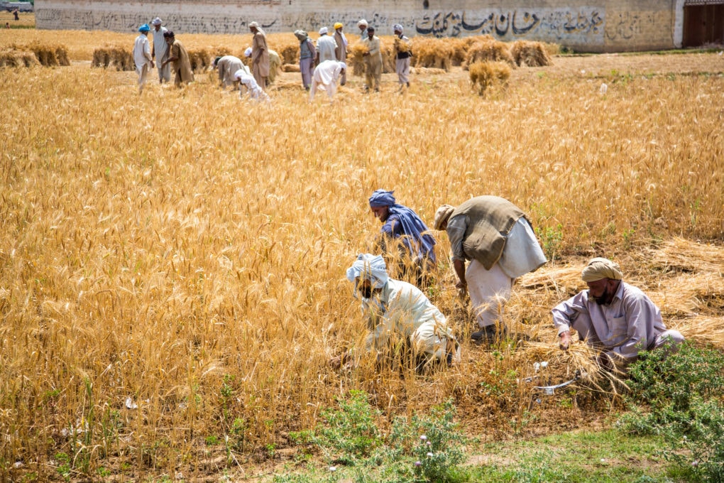 Pakistan to halt import of agri commodities
