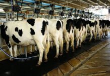 CCP inquiry reveals cartelisation in dairy sector