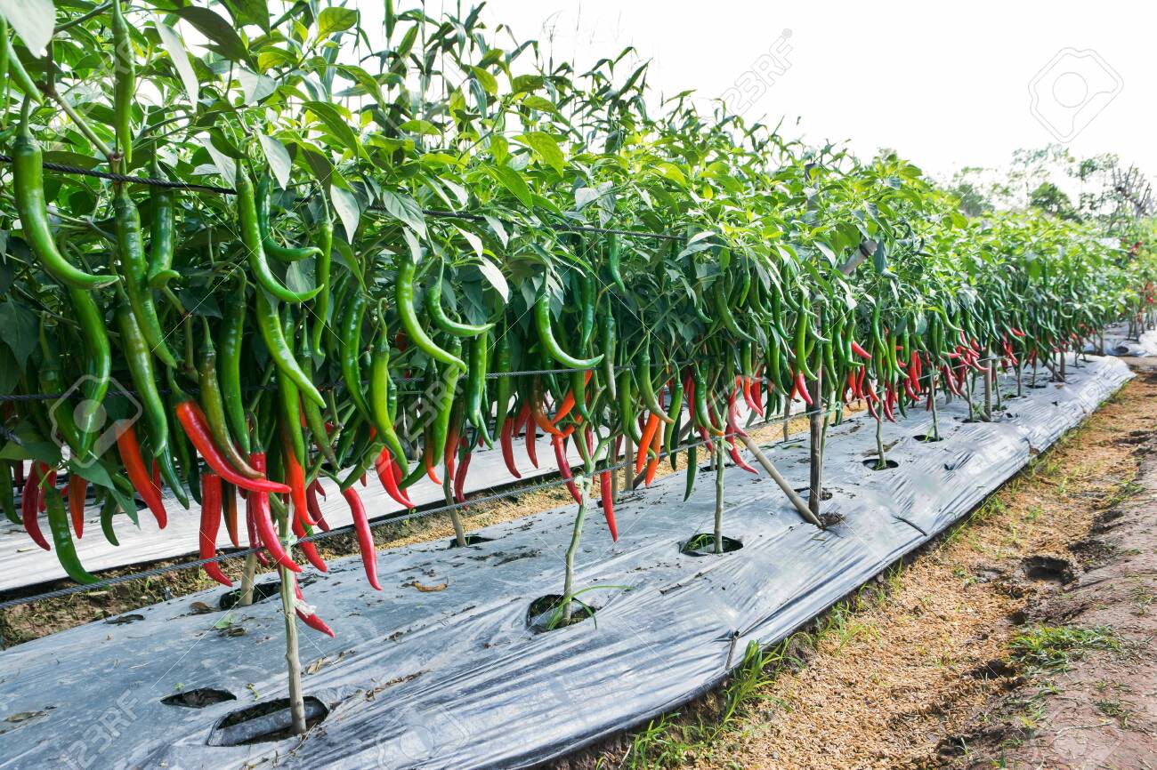 China to import 300 tonnes of chilies from Pakistan
