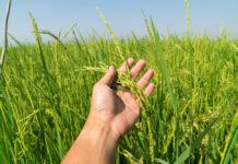 An honest discussion on Pakistan’s food security woes