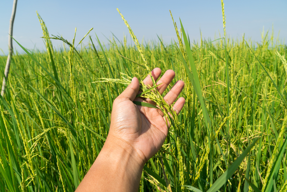 An honest discussion on Pakistan’s food security woes