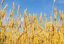 ECC approves additional Rs7.5bn in wheat subsidy to GB