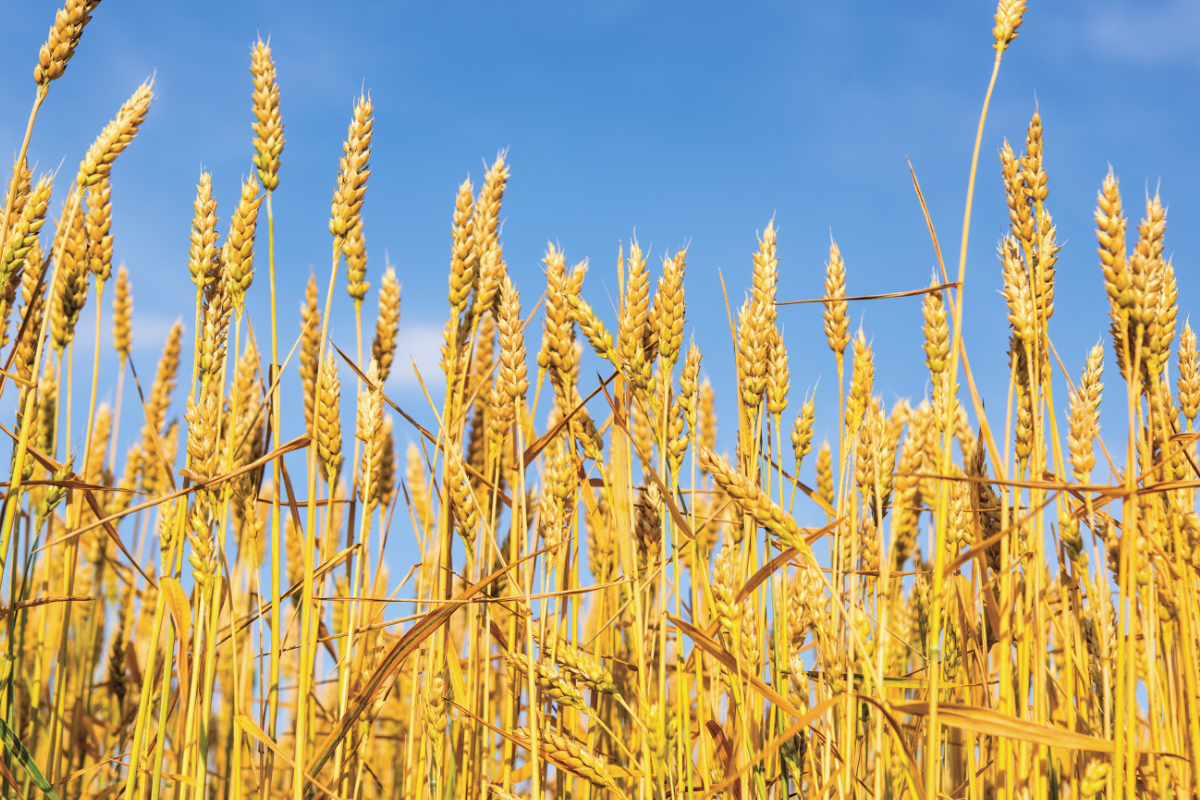 ECC approves additional Rs7.5bn in wheat subsidy to GB - Profit by ...