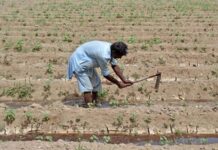 ECC raises concerns over exclusion of small farmers from risk coverage scheme