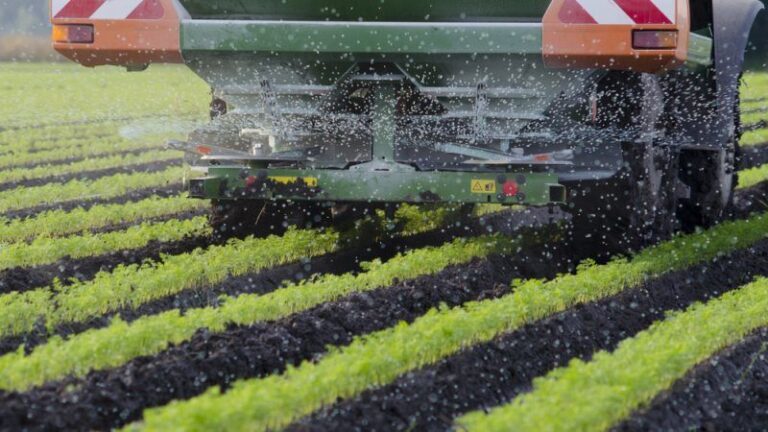 Govt likely to miss wheat production target due to high fertiliser rates