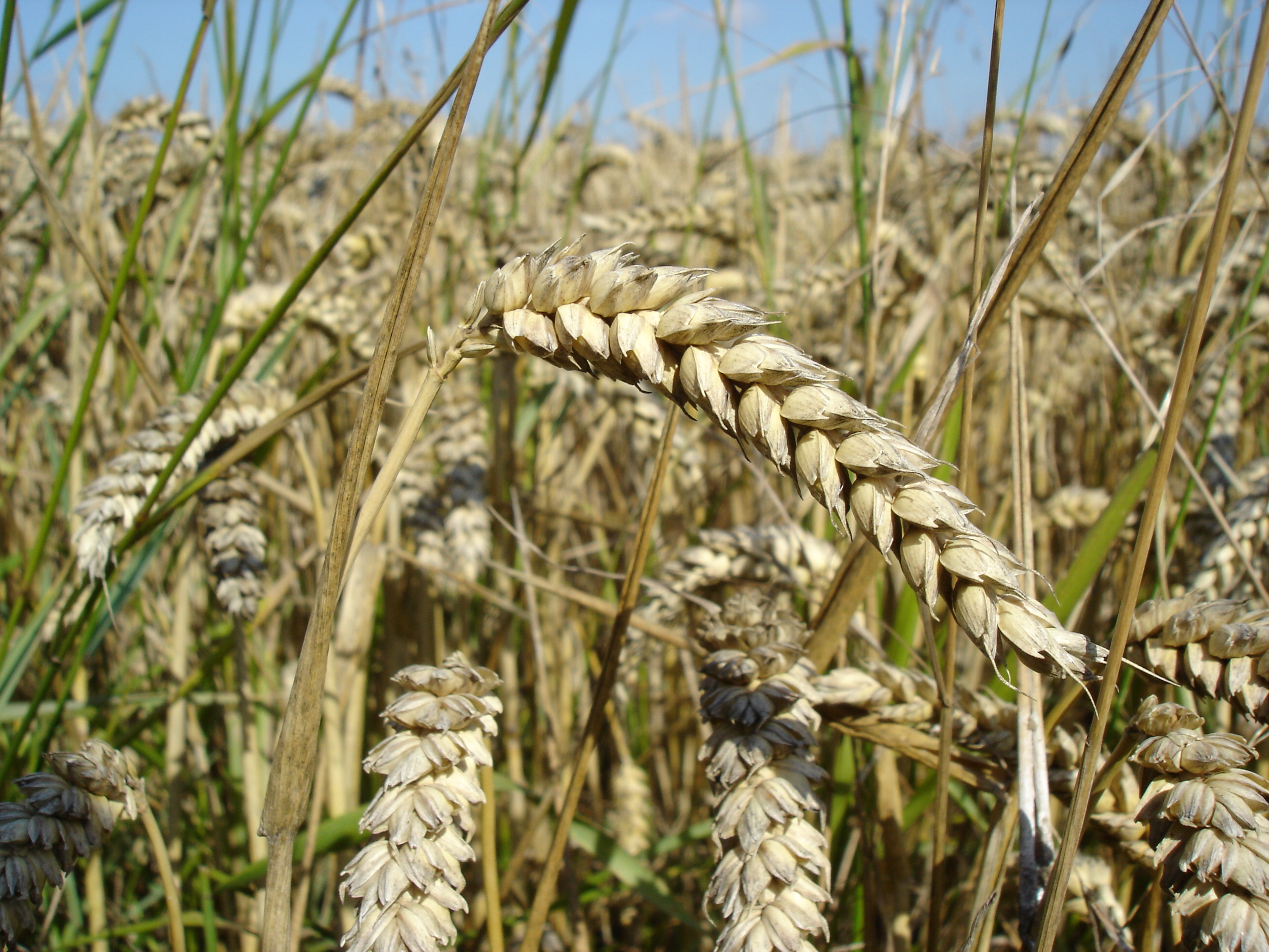 Farmers warn of reduction in wheat production due to fertilizer crisis