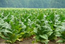 ECC directs shift from minimum indicative prices to open market pricing for tobacco crop