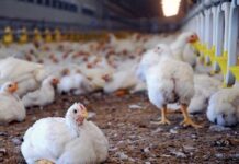 Chicken and affordable protein