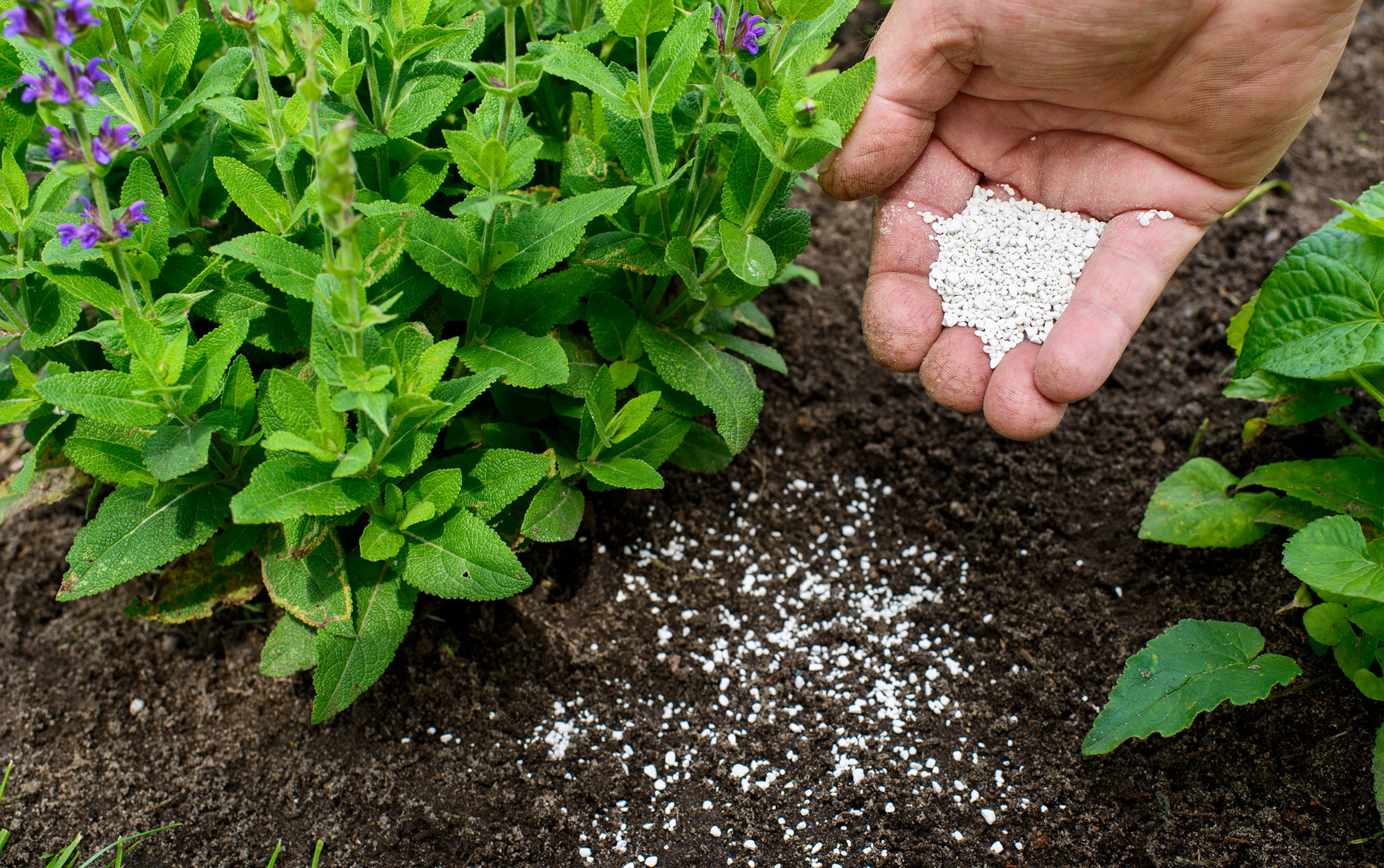 Govt initiates work on new fertilizer policy