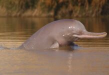 Engro Foundation becomes the Largest National Supporter of the Indus River Dolphin