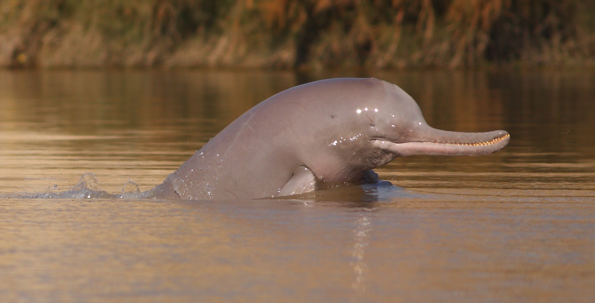 South Asian River Dolphin