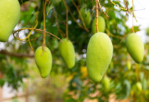 Hey Shehri Babu – Climate Change is coming for more than your mangoes