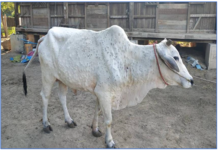 In the aftermath of Eid, where does lumpy skin disease stand?