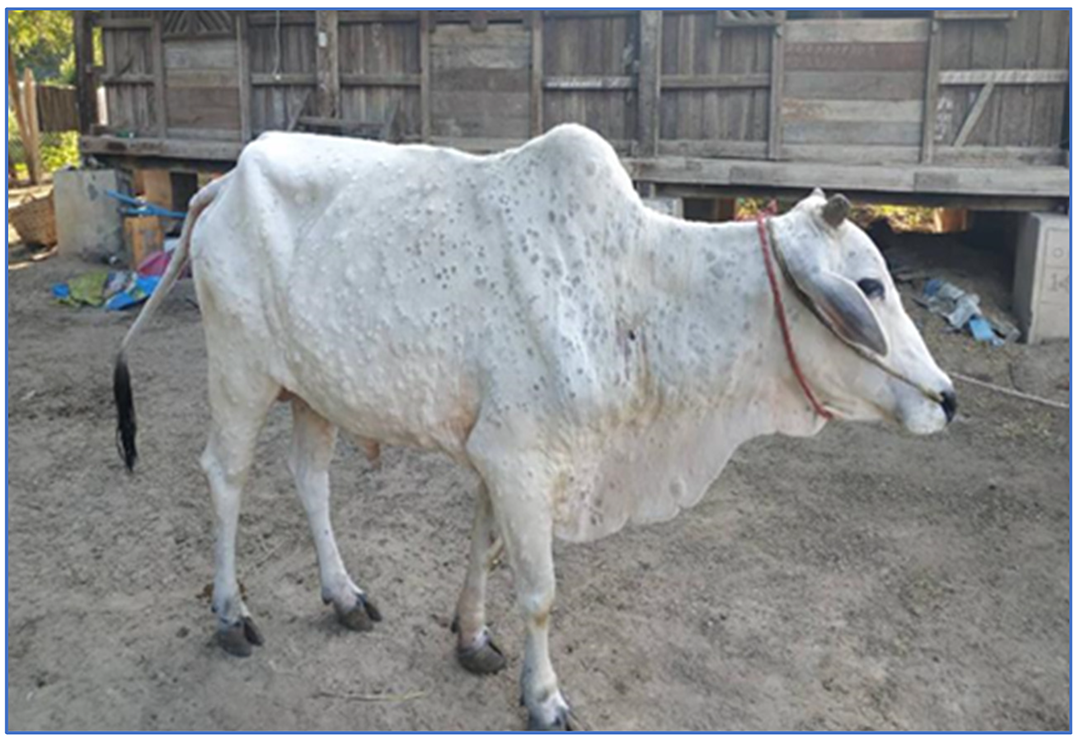 In the aftermath of Eid, where does lumpy skin disease stand?