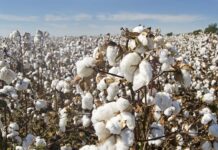 The cotton tale