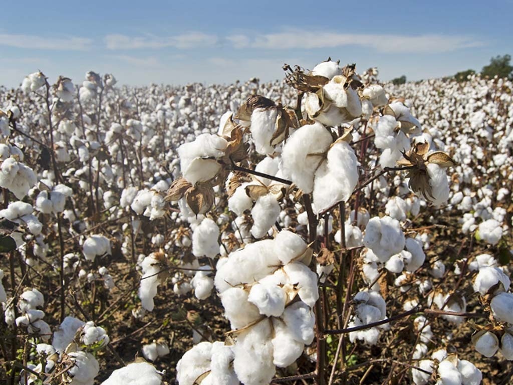 The cotton tale